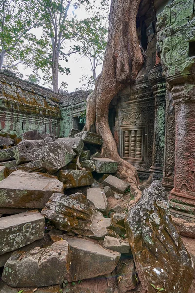 Arbres Élevés Sur Les Ruines Temple Prohm Temple Complexe Angkor — Photo