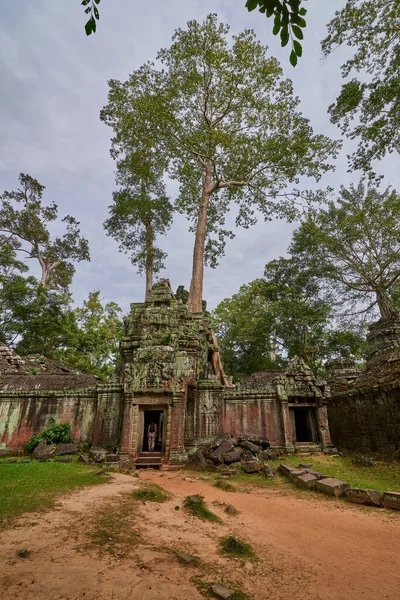 在柬埔寨暹粒吴哥窟考古公园的 Prohm 寺废墟上拔地而起的树木 联合国教科文组织世界遗产 — 图库照片