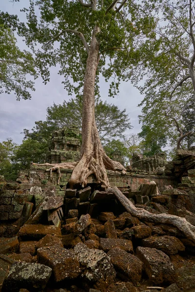 在柬埔寨暹粒吴哥窟考古公园的 Prohm 寺废墟上拔地而起的树木 联合国教科文组织世界遗产 — 图库照片