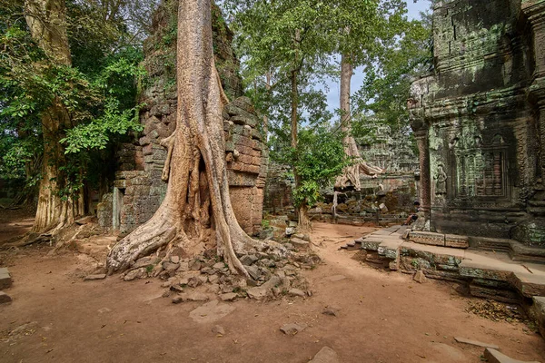 在柬埔寨暹粒吴哥窟考古公园的 Prohm 寺废墟上拔地而起的树木 联合国教科文组织世界遗产 — 图库照片