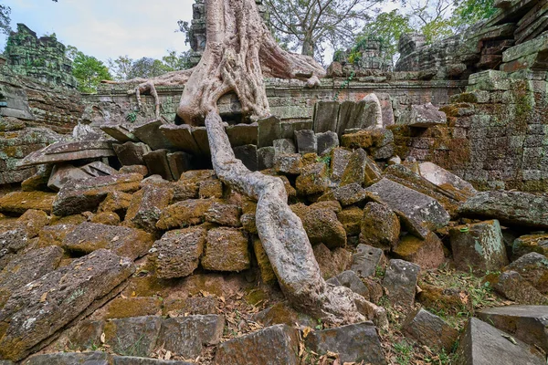 Árboles Levantados Sobre Las Ruinas Del Templo Prohm Templo Complejo —  Fotos de Stock
