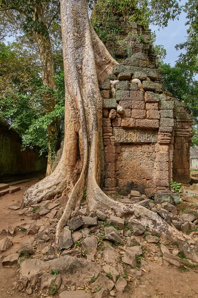 Árboles Levantados Sobre Las Ruinas Del Templo Prohm Templo Complejo — Foto de Stock