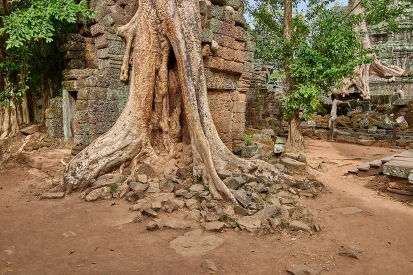 在柬埔寨暹粒吴哥窟考古公园的 Prohm 寺废墟上拔地而起的树木 联合国教科文组织世界遗产 — 图库照片