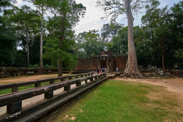 Siem Reap Cambodge Décembre 2014 Arbres Élevés Sur Les Ruines — Photo