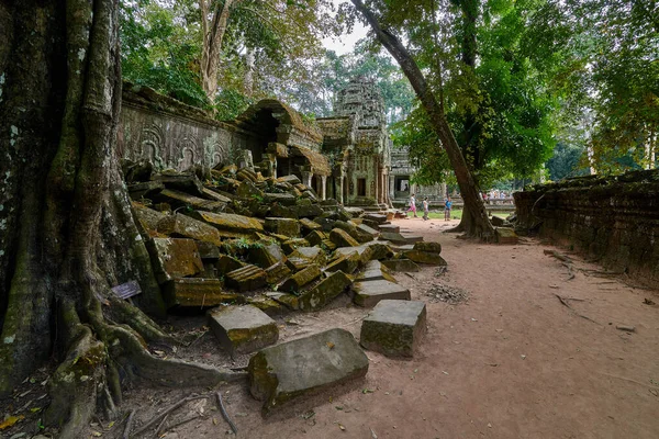 Siem Reap Cambodia Diciembre 2014 Árboles Levantados Sobre Las Ruinas —  Fotos de Stock