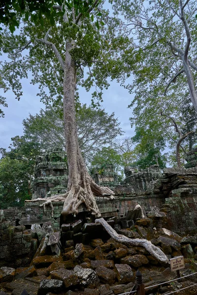 Arbres Élevés Sur Les Ruines Temple Prohm Temple Complexe Angkor — Photo