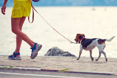 Caddedeki sevimli bir köpeğe yaklaş.
