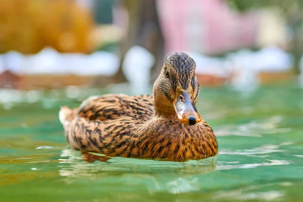 Nahaufnahme Einer Ente Auf Dem Wasser Mit Bokeh Hintergrund — Stockfoto