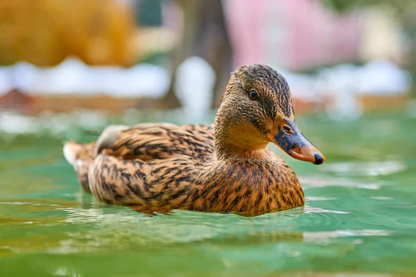 Nahaufnahme Einer Ente Auf Dem Wasser Mit Bokeh Hintergrund — Stockfoto