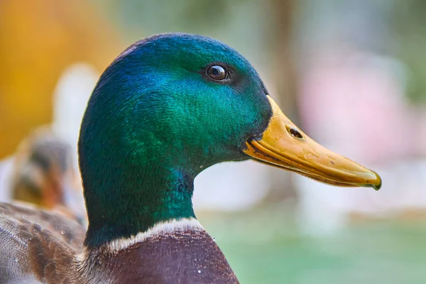 Close Colpo Duck Stand Acqua Con Sfondo Bokeh — Foto Stock