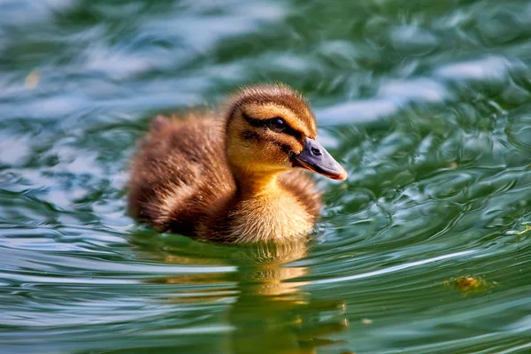 Pouco Patinho Nadando Água Lago Garda Com Bom Reflexo Ondulações — Fotografia de Stock