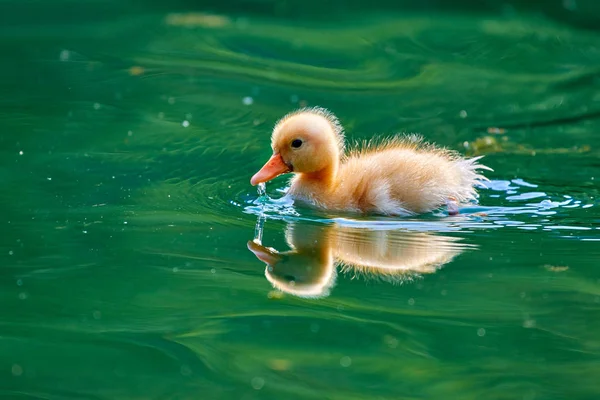 Маленьке Каченя Плаває Воді Озера Гарда Приємним Відображенням Брижі Воді — стокове фото