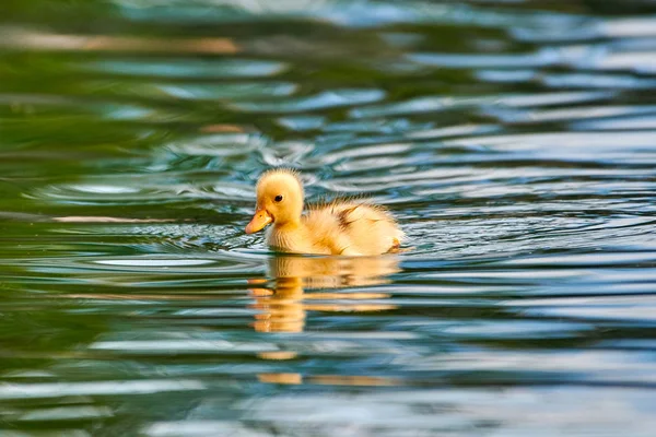 Malé Kachňátko Plavání Vodě Gardského Jezera Pěkným Odrazem Vlnky Vodě — Stock fotografie