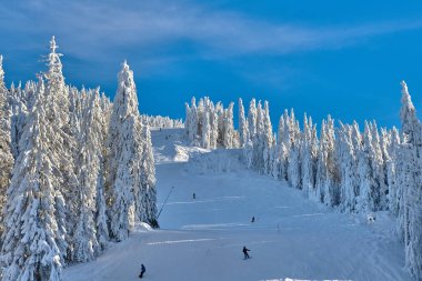 Kış sezon, dağ manzarası Poiana Brasov, Transilvanya, Romanya karla kaplı çam ormanı