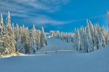 Kış sezon, dağ manzarası Poiana Brasov, Transilvanya, Romanya karla kaplı çam ormanı