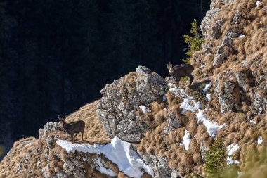Doğal habitatta alp chamois (Rupicapra rupicapra)