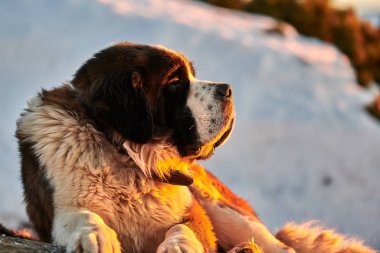 Aziz Bernard köpeği gün batımında bir kayanın üzerinde oturuyor.