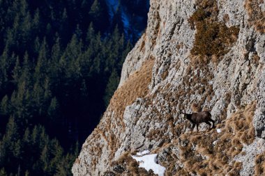 Doğal habitatta alp chamois (Rupicapra rupicapra)