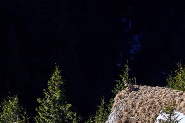 Doğal habitatta alp chamois (Rupicapra rupicapra)