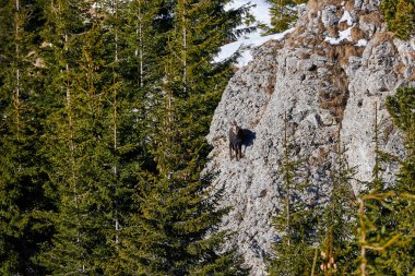 Doğal habitatta alp chamois (Rupicapra rupicapra)