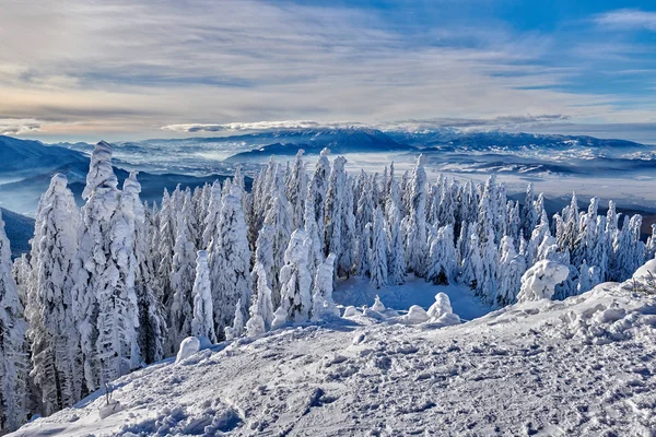 Floresta Pinheiro Coberta Neve Temporada Inverno Paisagem Montanha Poiana Brasov — Fotografia de Stock