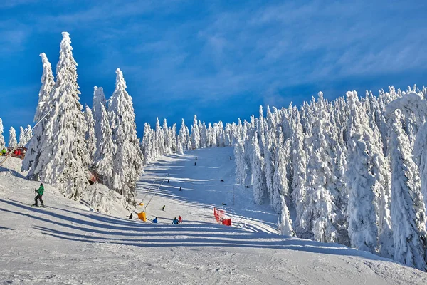 Kiefernwald Winter Schneebedeckt Berglandschaft Poiana Brasov Transsilvanien Rumänien — Stockfoto