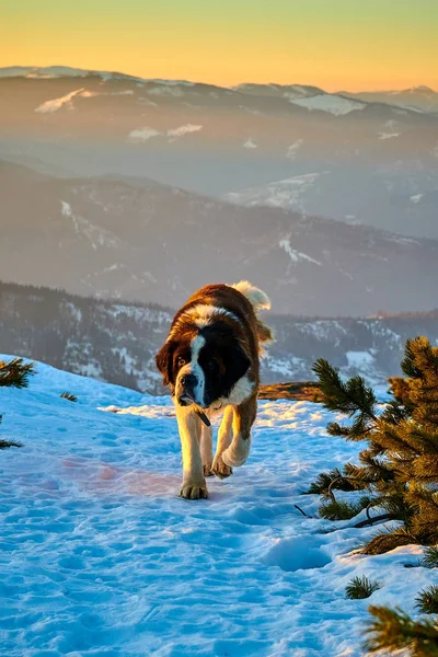 Saint Bernard Hond Zittend Een Rots Bij Zonsondergang — Stockfoto