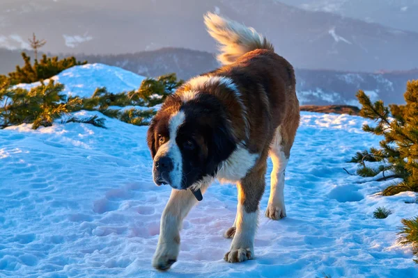 Собака Бернарда Сидящая Скале Закате — стоковое фото