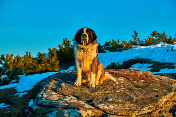 Σκυλί Του Αγίου Βερνάρδου Κάθεται Ένα Βράχο Ηλιοβασίλεμα — Φωτογραφία Αρχείου