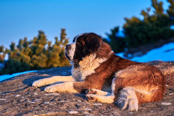 日落时分 圣伯纳德犬坐在岩石上 — 图库照片