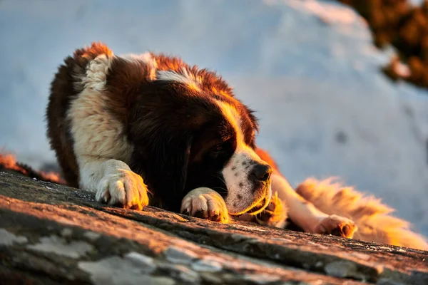 Σκυλί Του Αγίου Βερνάρδου Κάθεται Ένα Βράχο Ηλιοβασίλεμα — Φωτογραφία Αρχείου