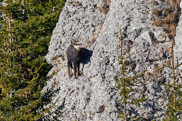 Chamois Alpins Dans Habitat Naturel Rupicapra Rupicapra — Photo