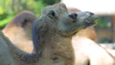 Bactrian devesi (Camelus bactrianus) ot yer