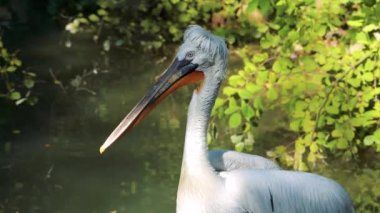 Büyük bir Pelikan Pelikan Pelikanı (Pelecanus onocrotalus) yakın plan,