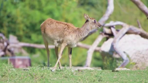 The Nile lechwe or (Kobus megaceros)close up — Stock Video