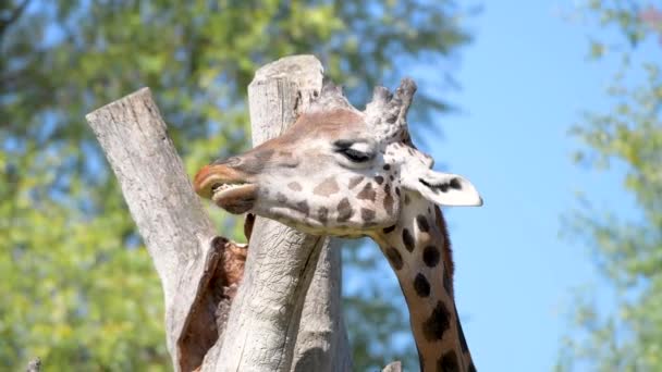 Großaufnahme einer Giraffe, die Gras frisst — Stockvideo