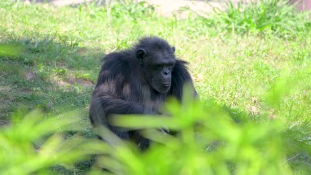 Общее научное название шимпанзе (Pan troglodytes) стоит на траве — стоковое видео
