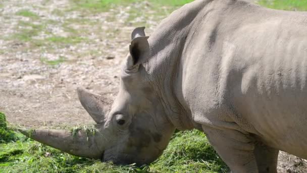 Белый носорог (Ceratotherium simum) ест траву — стоковое видео