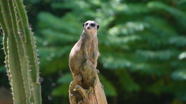 Gros plan d'un Meerkat, survoler. (Suricata suricatta) assis sur une branche — Video