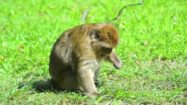 En närbild av en barbarisk Macaque som leker på gräset — Stockvideo