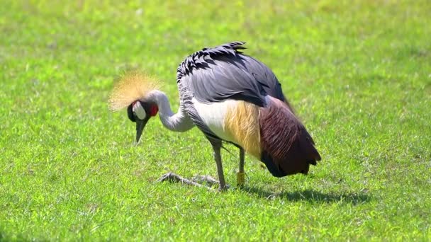 Graugekrönter Kranich (Balearica regulorum) steht auf dem Gras — Stockvideo