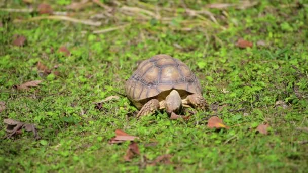 Tortuga estimulada africana (Geochelone sulcata) comiendo hierba — Vídeo de stock