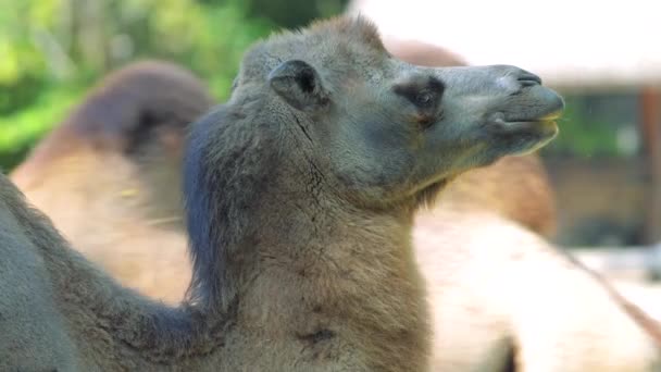 Бактрийский верблюд (Camelus bactrianus) ест траву — стоковое видео