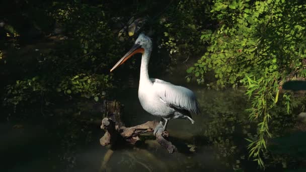 Egy nagy pelikán dalmát Pelikán (Pelecanus onocrotalus) közelről, — Stock videók
