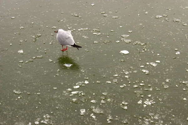 Turned away from the wind gray seagull on winter ice. Cooling has come