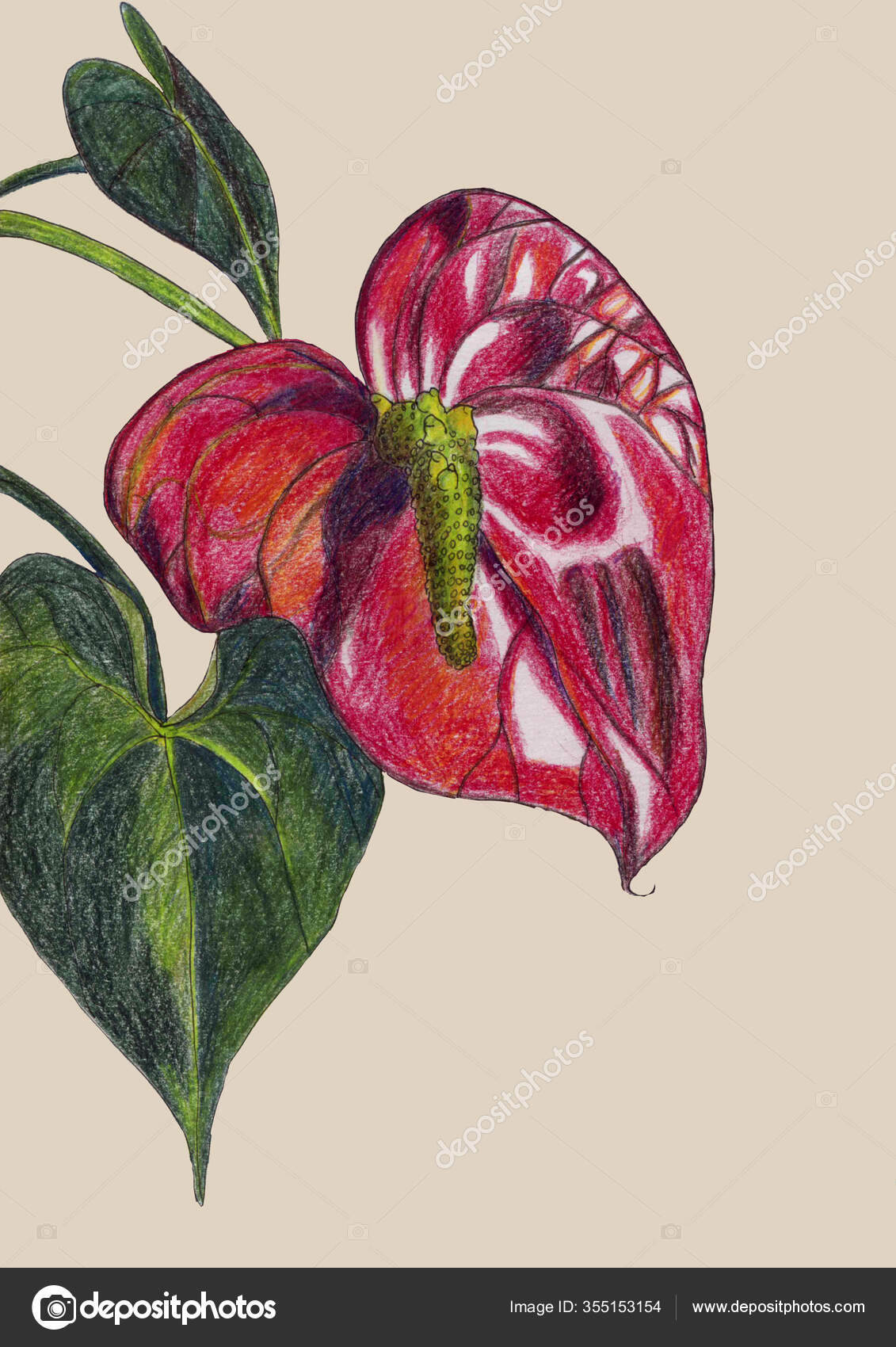 pics Colour Pencil Sketches Of Flowers https depositphotos com 355153154 stock photo color pencil drawing anthurium flower html