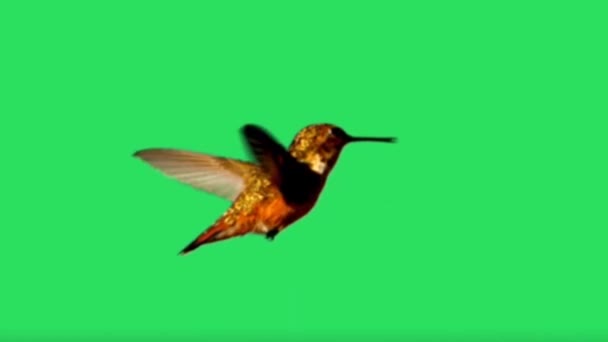 动画蜂鸟在绿色背景下飞行 — 图库视频影像