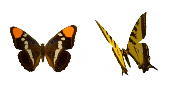 白い背景にカラフルな蝶 — ストック写真