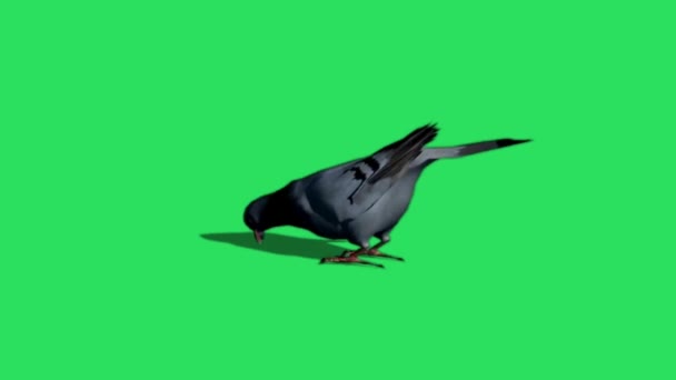 Gołąb Animacyjny Zielonym Tle — Wideo stockowe