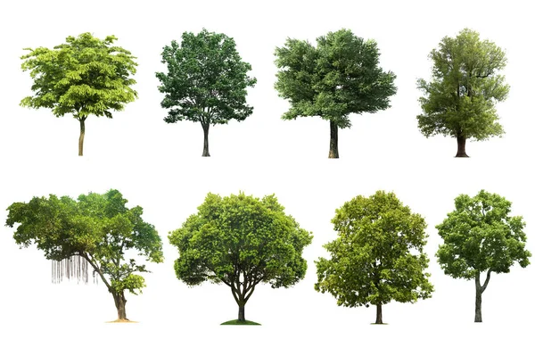 Tree set isolated on white background.
